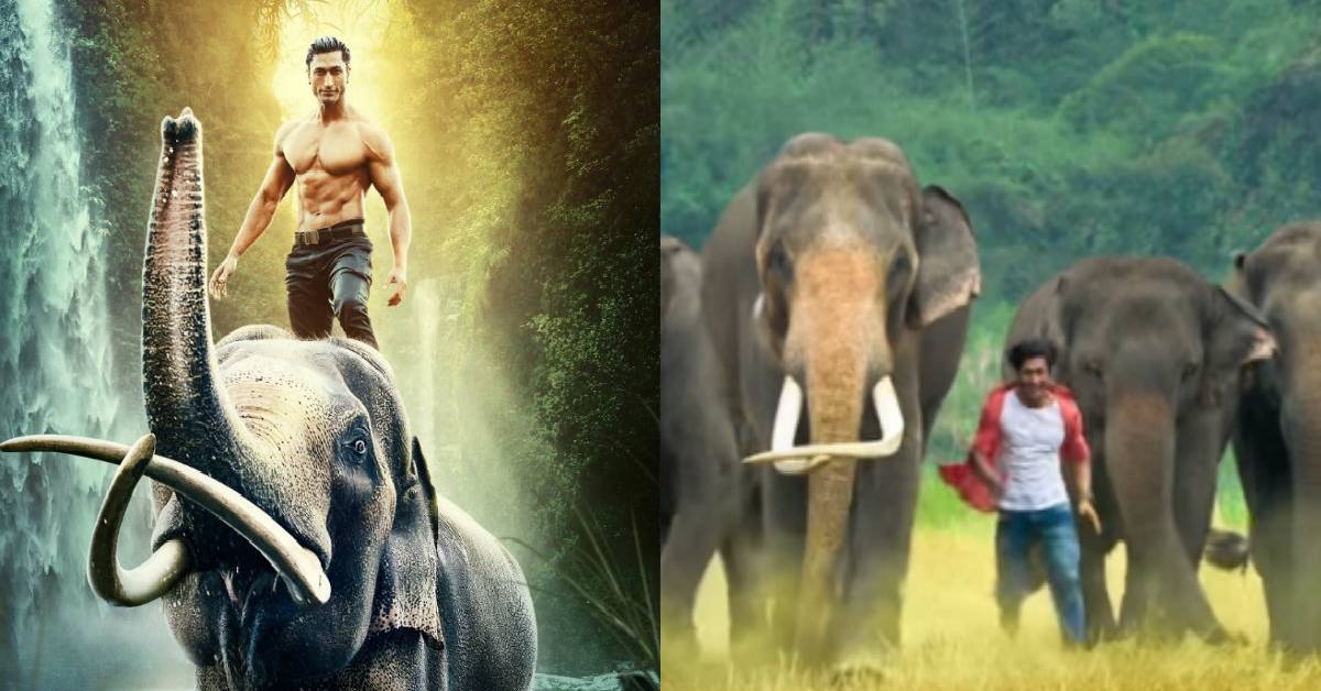 Vidyut Jammwal Trumpets In The Junglee Trailer!
