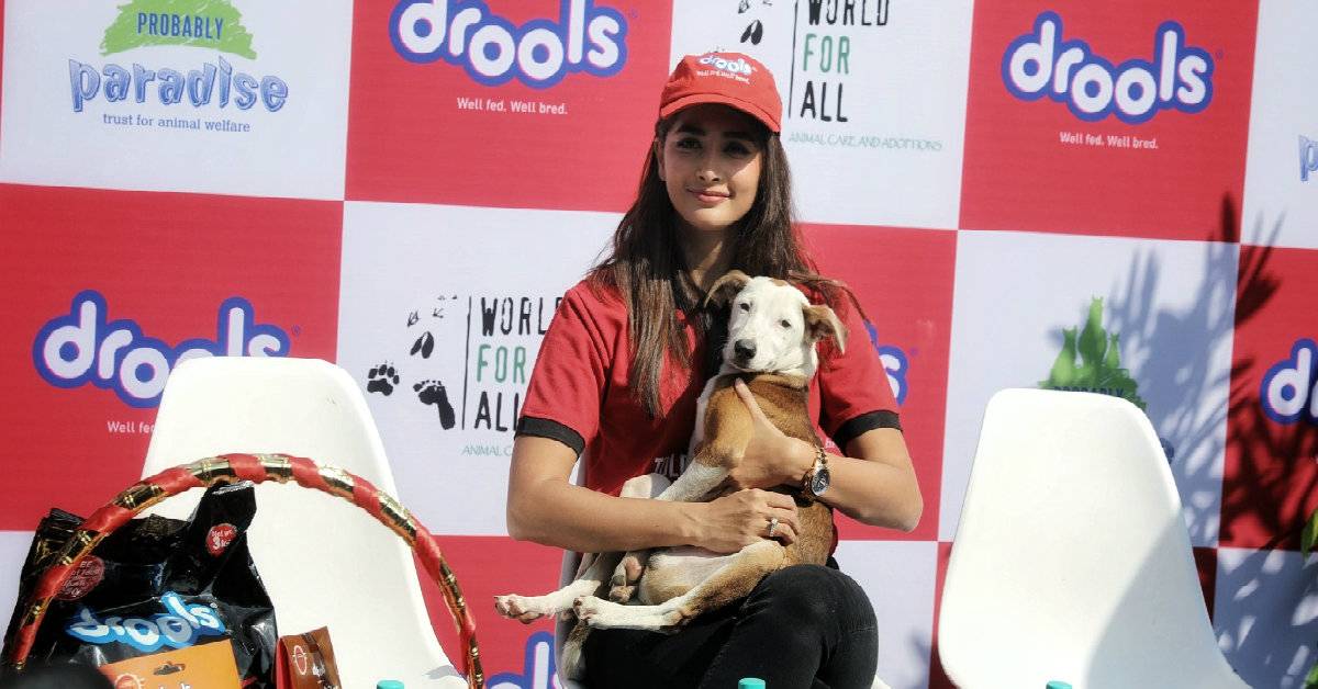 Bollywood Actress Pooja Hegde & Drools Donate Food For Animals!
